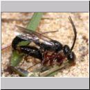 Methocha ichneumonides - Trugameise 01b 8-10mm Paarung.jpg